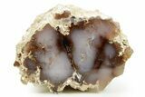 Polished Agate Replaced Wood Limb Cast - Nevada #373502-2
